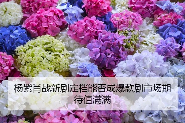 杨紫肖战新剧定档能否成爆款剧市场期待值满满
